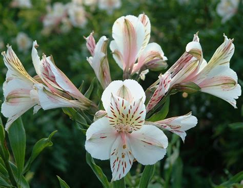 Alstroemeria - The Lily of the Incas | kinds of ornamental plants