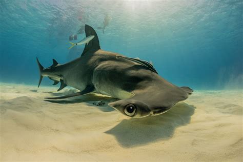 The wonderful world of sharks – in pictures in 2023 | Shark fishing, Shark, Hammerhead shark