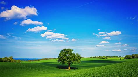 2560x1440px | free download | HD wallpaper: blue sky, white clouds, green, grass, trees, desktop ...
