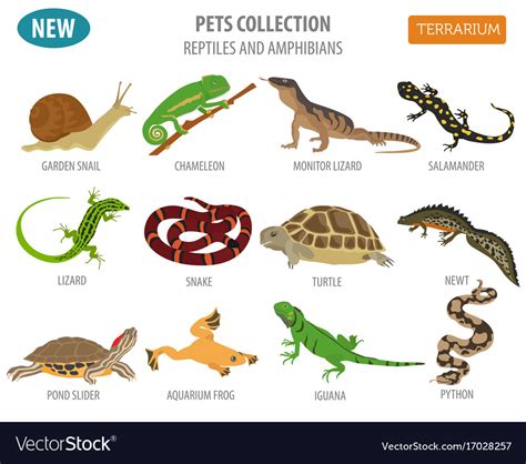 Pet reptiles and amphibians icon set flat style Vector Image