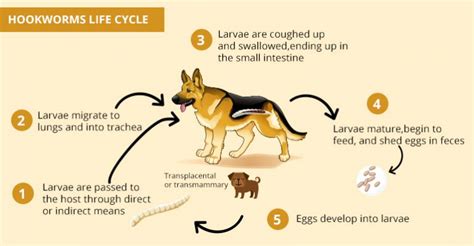 Hookworms in Pets - Symptoms,Treatment and Life-cycle