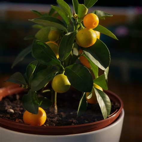 Kumquat | Meiwa – Buy Now from Fruit Tree Cottage