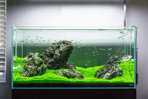 Guide To Planted Aquarium Aquascaping - Iwagumi - Glass Aqua