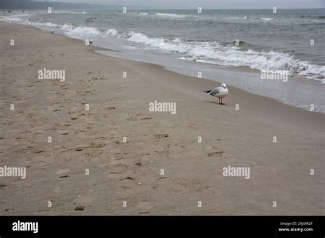 visiting Ruegen, Germany Stock Photo - Alamy