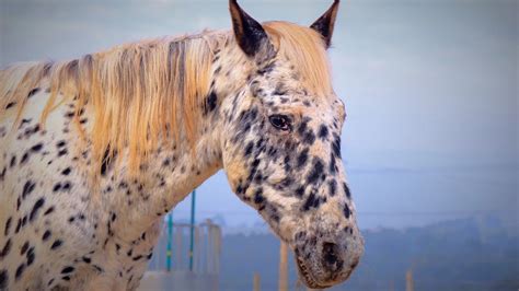 Appaloosa Horse Breed Profile: History, Facts, Stats & More