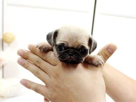 Teacup Pug - cute dog but it looks like the person holding it is strangling the poor thing Amor ...