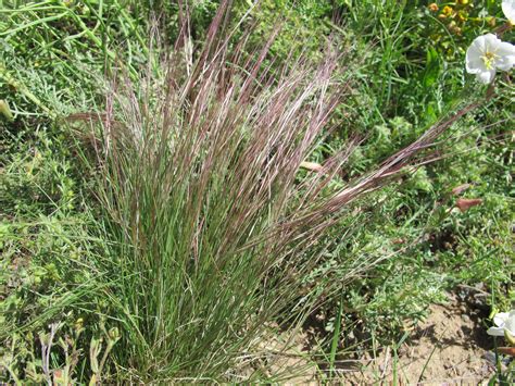 Red 3 Awn (Aristida purpurea), photo taken 10 June 2014. This native grass is in the Poaceae ...