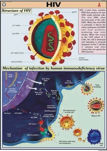 HIV For Aids Chart at Rs 190 | Karol Bagh | New Delhi | ID: 2894436762