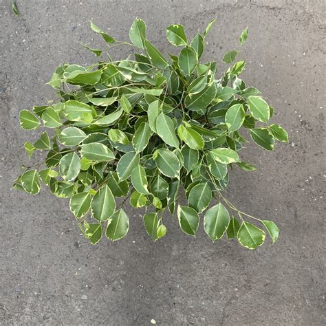 Weeping Fig Variegated (Ficus Benjamina) › Anything Grows