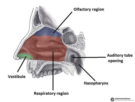 Vestibule - Definition and Examples - Biology Online Dictionary