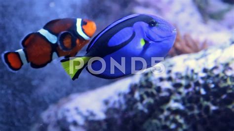 Blue Tang Fish And Clown Fish