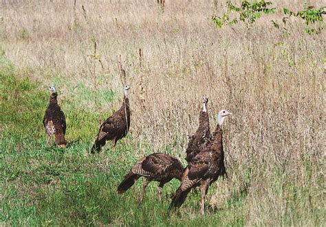 Fall turkey-hunting season changes are part of game commission's research - Farm and Dairy