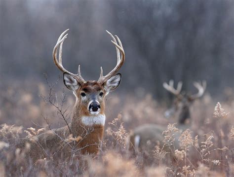 Early Season Buck Hunting Tips: Early Season Buck Hunting Tips