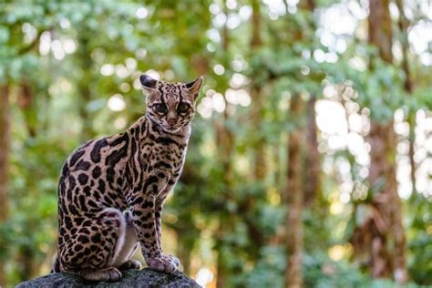 14 Mesmerising Margay Facts - Fact Animal