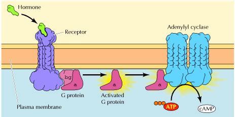 Adenylate Cyclase; Adenyl Cyclase