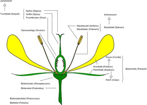 Flower Anatomy Clip Art at Clker.com - vector clip art online, royalty free & public domain