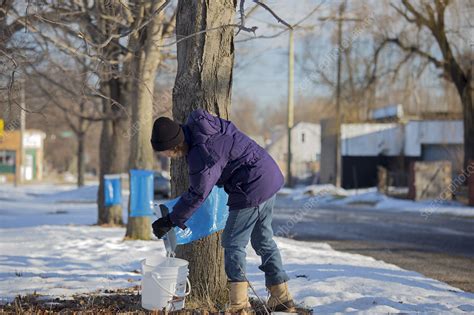 Maple syrup production - Stock Image - C025/0330 - Science Photo Library