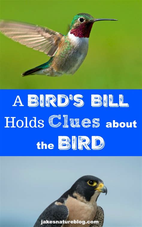 A Bird's Bill Holds Clues About the Bird - Jake's Nature Blog