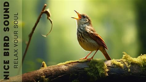 Birds Singing Relaxation - Bird Chirping, Stress Relief, Relaxing Birds ...