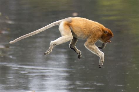 Proboscis monkey photos - a few photographs of Proboscis monkeys from ...