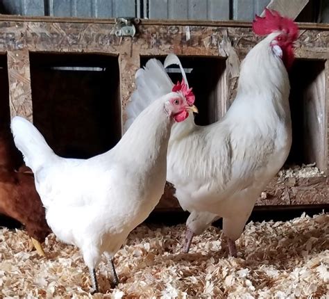 Austra White - White Egg Laying Chickens for Sale | Cackle Hatchery®