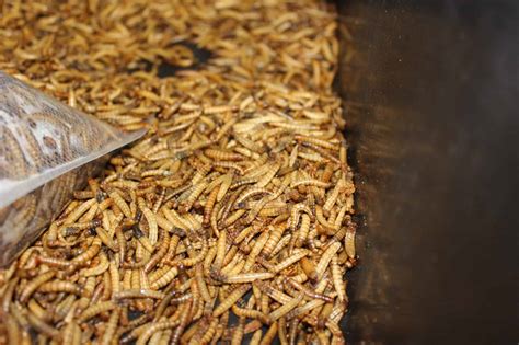 10 Mealworm Farm Plans You Can DIY at Home