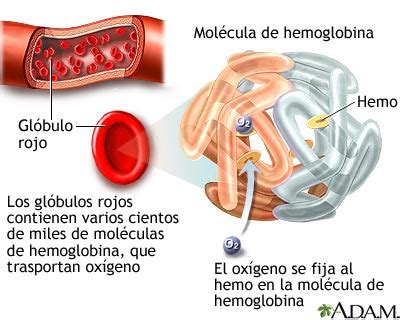 MedlinePlus Enciclopedia Médica: Hemoglobina