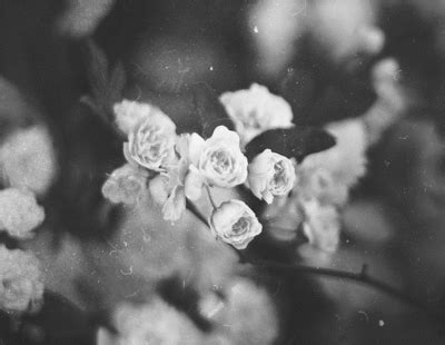 black and white flowers gif | WiffleGif