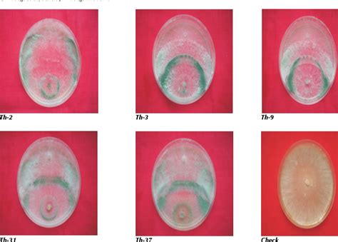 Figure 1 from MANAGEMENT OF RHIZOCTONIA SOLANI BY USING ANTAGONIST ...