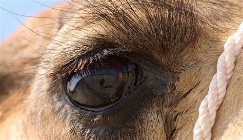 How do camels survive in deserts? | Natural History Museum