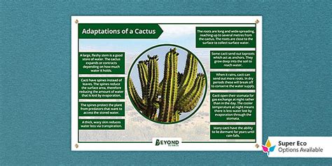 Cactus Adaptations Display Poster | Beyond (teacher made)