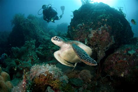 Scuba diving in Camiguin | ZuBlu