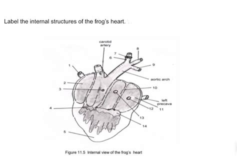 Frog Heart Anatomy