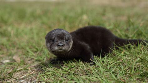 Rhode Island zoo announces birth of 4 baby river otters – 95.5 WSB