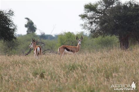 Springbok South Africa | AfricaHunting.com