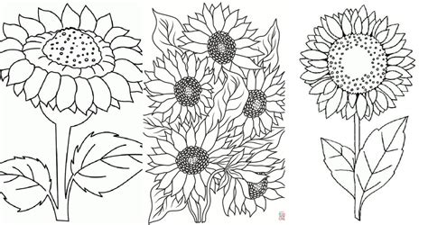 25 Free Sunflower Coloring Pages for Kids and Adults