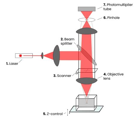 atomski Podigni se Pikado confocal laser scanning microscopy pod, ispod ...