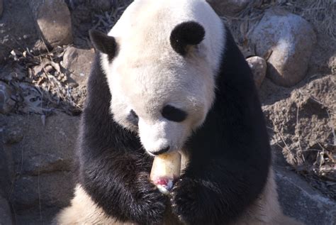 Smithsonian National Zoo | Giant panda eating frozen fruit. … | Flickr