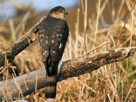 Sharp-shinned Hawk - Fontenelle Forest Nature Search : Fontenelle ...