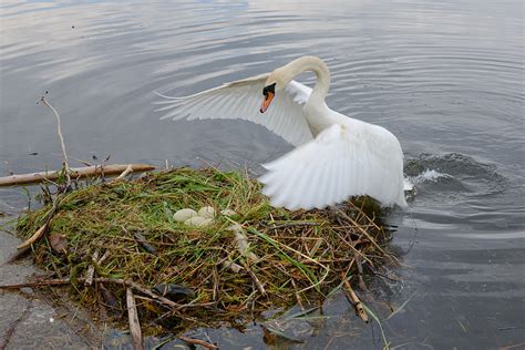 Difference Between Oviparous and Viviparous Animals | Definition ...