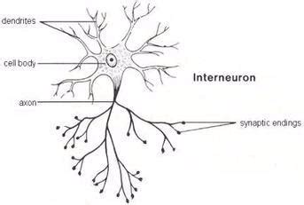 Association Neuron Diagram