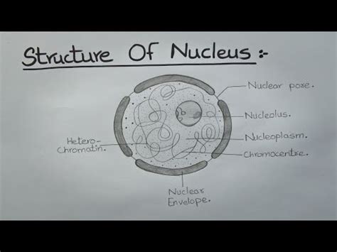 How to Draw Nucleus l Labelled Diagram l Structure of Nucleus l ES art ...