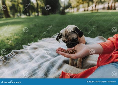 Pug on Plaid is Smelling Food with His Owner Arms Stock Photo - Image ...