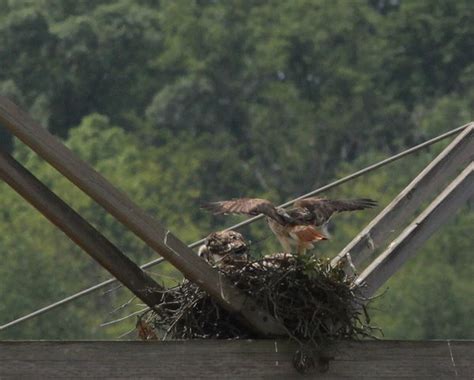 Hawks Nest: The baby Hawks were waiting patiently for dinner...Dad ...