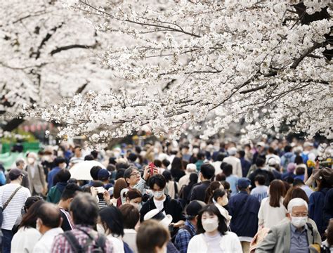 Tokyo cherry blossoms in full bloom, matching 2nd earliest record