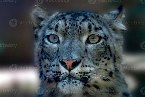 snow leopard close up portrait 17237284 Stock Photo at Vecteezy