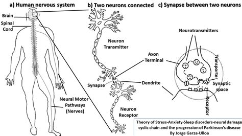 The relation between human nervous system, neurons, neural pathways ...