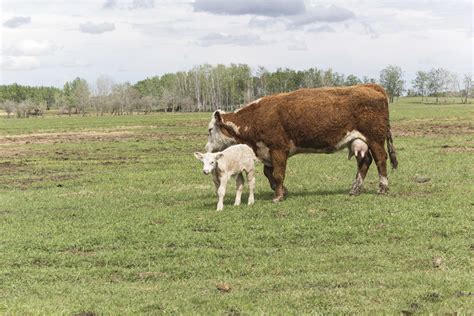 Must-haves, resources and strategies for calving season | Ag Proud