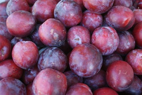 Types of Plums and Pluots, Plus Everything Plum