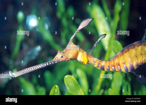 common seadragon, weedy seadragon, leafy seadragon (Phyllopteryx ...